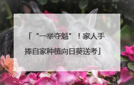 “一举夺魁”！家人手捧自家种植向日葵送考