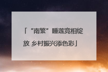 “南繁”睡莲竞相绽放 乡村振兴添色彩