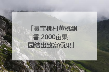 灵宝桃村黄桃飘香 2000亩果园结出致富硕果
