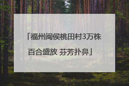 福州闽侯桃田村3万株百合盛放 芬芳扑鼻