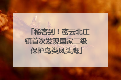 稀客到！密云北庄镇首次发现国家二级保护鸟类凤头鹰
