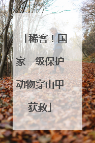 稀客！国家一级保护动物穿山甲获救