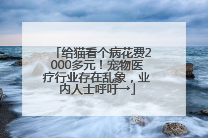 给猫看个病花费2000多元！宠物医疗行业存在乱象，业内人士呼吁→