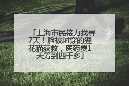 上海市民接力找寻7天！脸被射穿的狸花猫获救，医药费1天筹到四千多