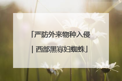 严防外来物种入侵｜西部黑寡妇蜘蛛