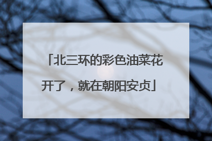北三环的彩色油菜花开了，就在朝阳安贞
