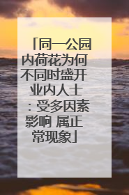 同一公园内荷花为何不同时盛开 业内人士：受多因素影响 属正常现象