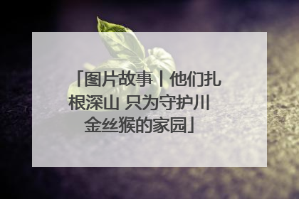 图片故事丨他们扎根深山 只为守护川金丝猴的家园