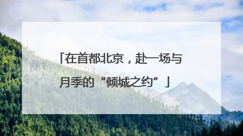 在首都北京，赴一场与月季的“倾城之约”