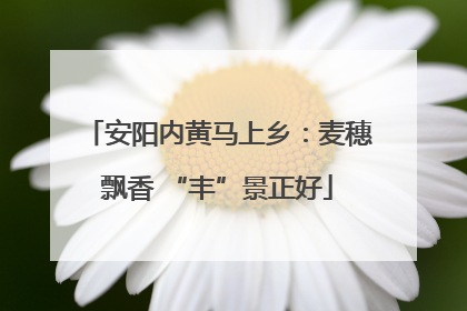 安阳内黄马上乡：麦穗飘香 “丰”景正好