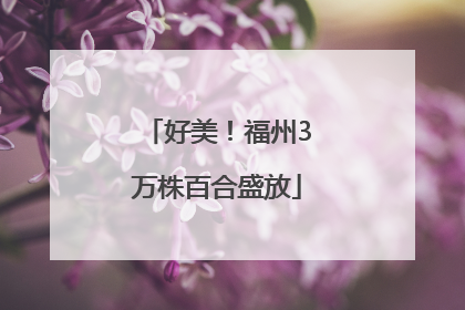 好美！福州3万株百合盛放
