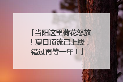 当阳这里荷花怒放！夏日顶流已上线，错过再等一年！