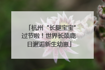 杭州“长腿宝宝”过节啦！世界长颈鹿日邂逅新生幼崽