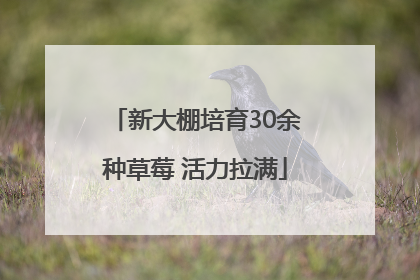 新大棚培育30余种草莓 活力拉满