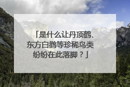 是什么让丹顶鹤、东方白鹳等珍稀鸟类纷纷在此落脚？