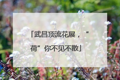 武昌顶流花展，“荷”你不见不散