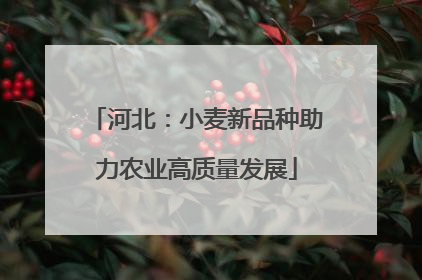河北：小麦新品种助力农业高质量发展