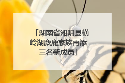 湖南省湘阴县横岭湖麋鹿家族再添三名新成员