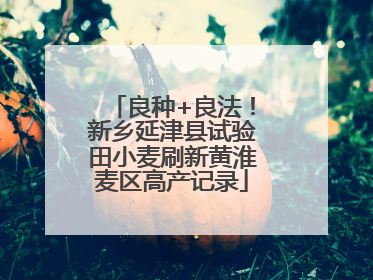 良种+良法！新乡延津县试验田小麦刷新黄淮麦区高产记录