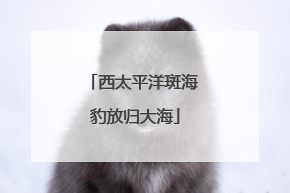 西太平洋斑海豹放归大海