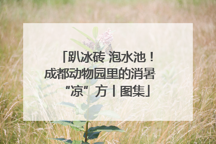 趴冰砖 泡水池！成都动物园里的消暑“凉”方丨图集