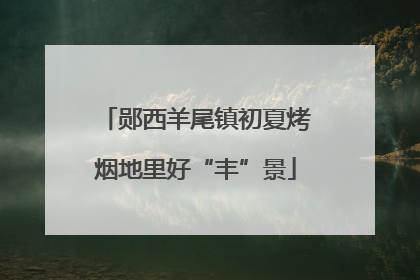 郧西羊尾镇初夏烤烟地里好“丰”景