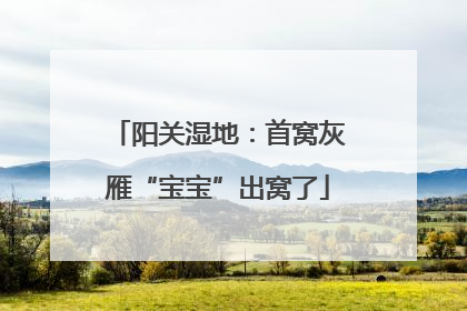 阳关湿地：首窝灰雁“宝宝”出窝了