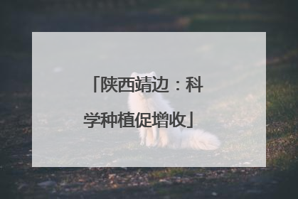 陕西靖边：科学种植促增收