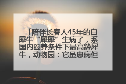 陪伴长春人45年的白犀牛“犀犀”生病了，系国内圈养条件下最高龄犀牛，动物园：它虽患病但未处于弥留之际