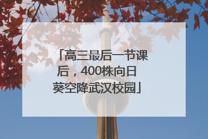 高三最后一节课后，400株向日葵空降武汉校园