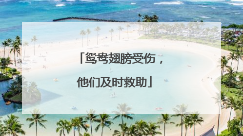 鸳鸯翅膀受伤，他们及时救助