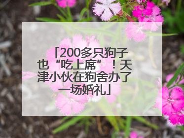 200多只狗子也“吃上席”！天津小伙在狗舍办了一场婚礼
